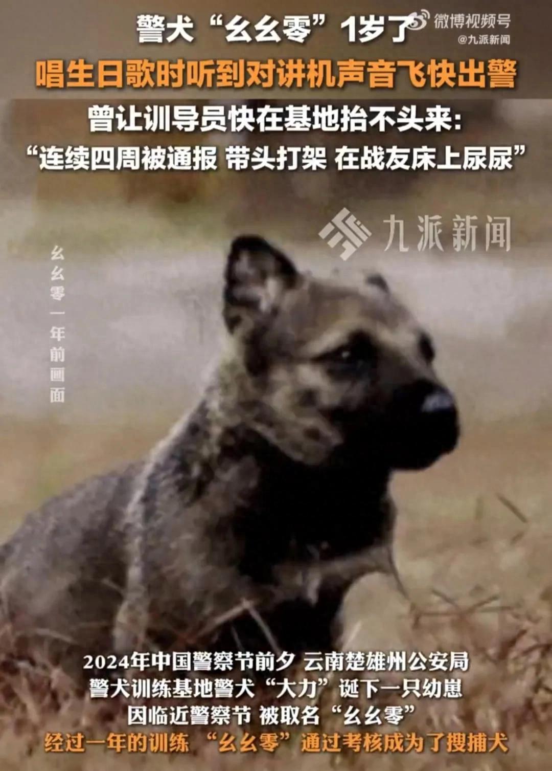 警犬被通报:上班死气沉沉到处尿尿