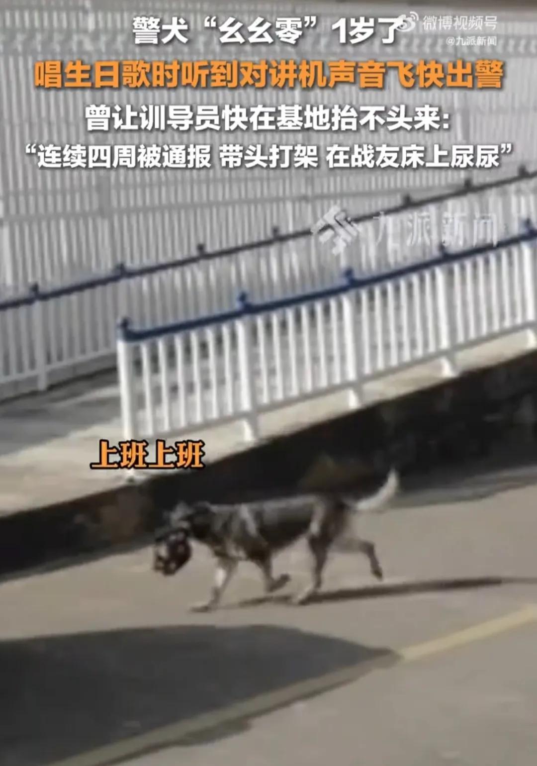 警犬被通报:上班死气沉沉到处尿尿